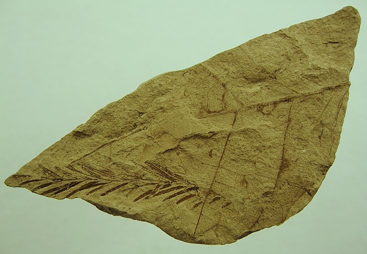 Taxodium dubium