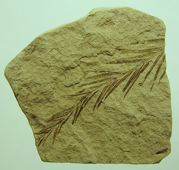 Taxodium dubium