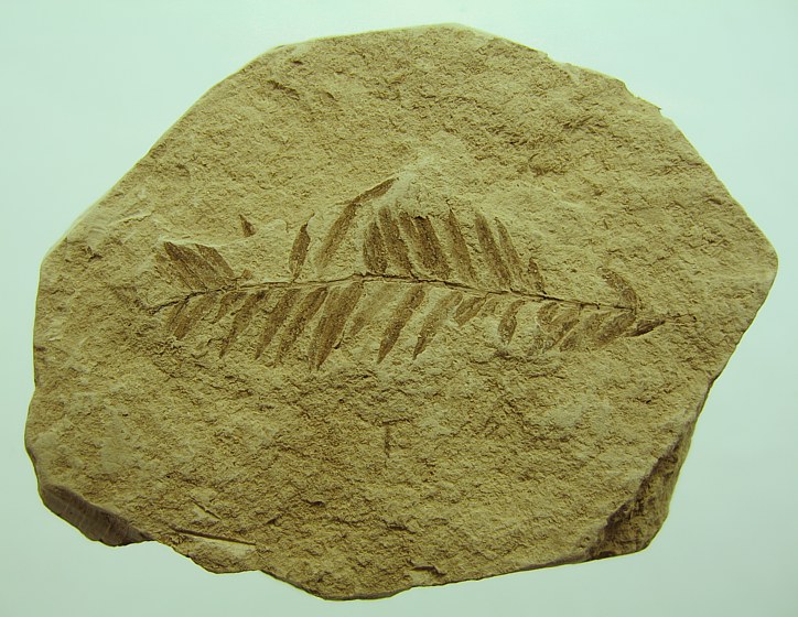 Taxodium dubium