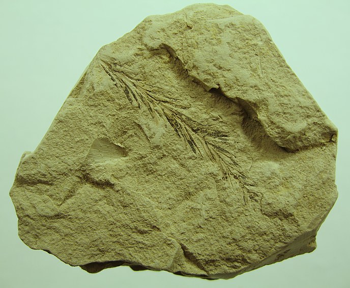 Taxodium dubium