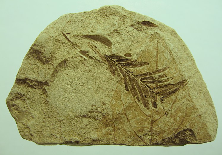 Taxodium dubium