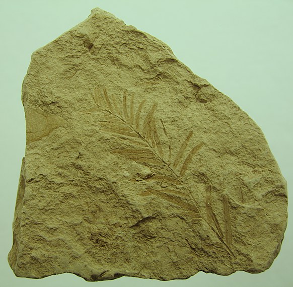 Taxodium dubium