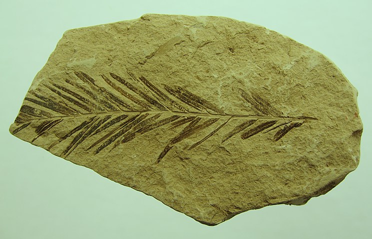 Taxodium dubium