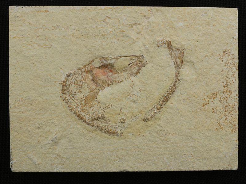 Tharsis dubius (Leptolepis knorri) - Versteinerung aus Solnhofen