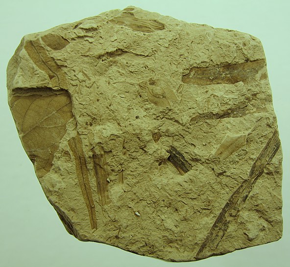Ulmus pyramidalis