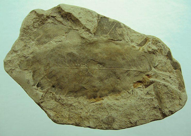 Ulmus pyramidalis