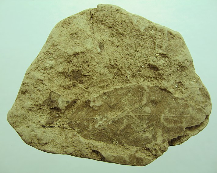 Ulmus pyramidalis