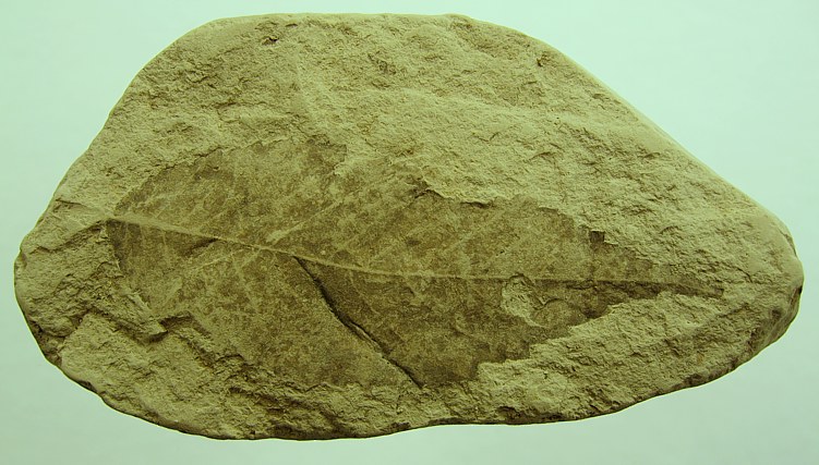 Ulmus pyramidalis