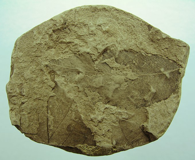 Ulmus pyramidalis