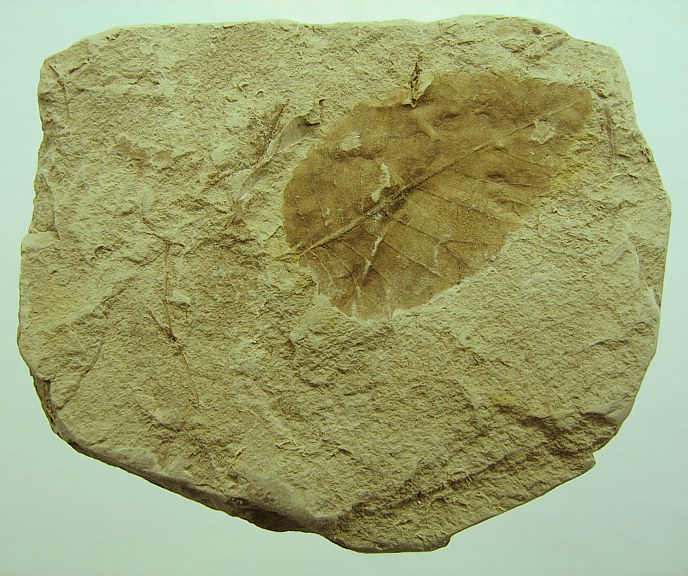 Ulmus pyramidalis