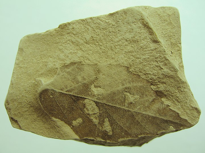 Ulmus pyramidalis