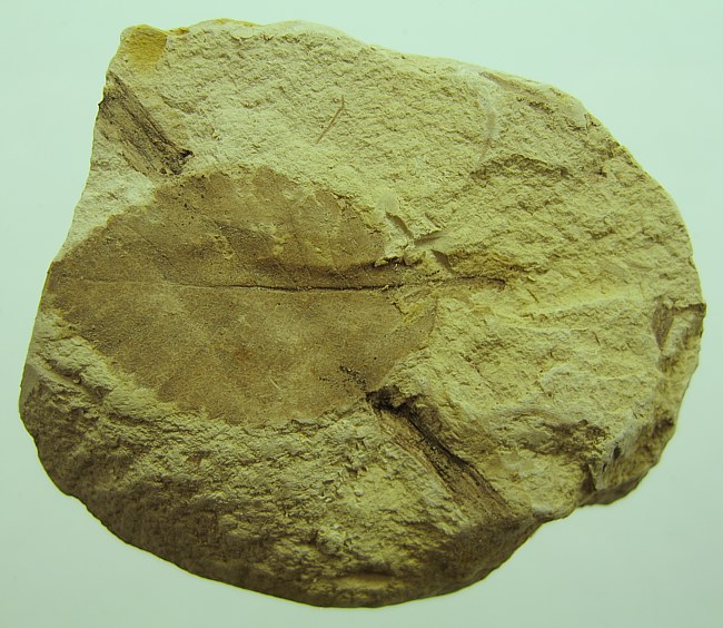 Ulmus pyramidalis