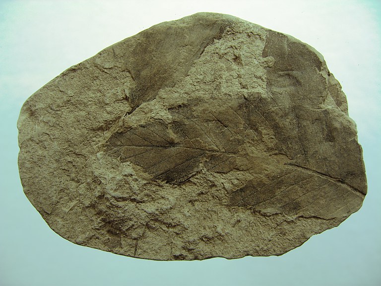 Ulmus pyramidalis