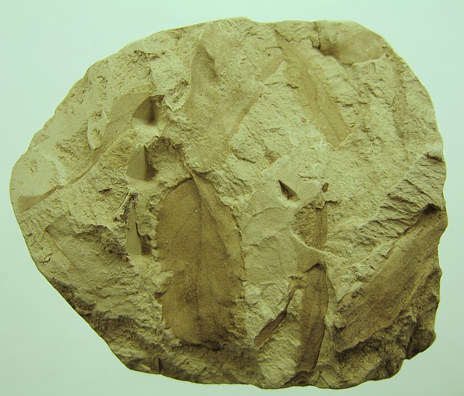 Ulmus pyramidalis