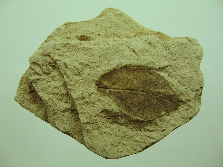 Ulmus pyramidalis