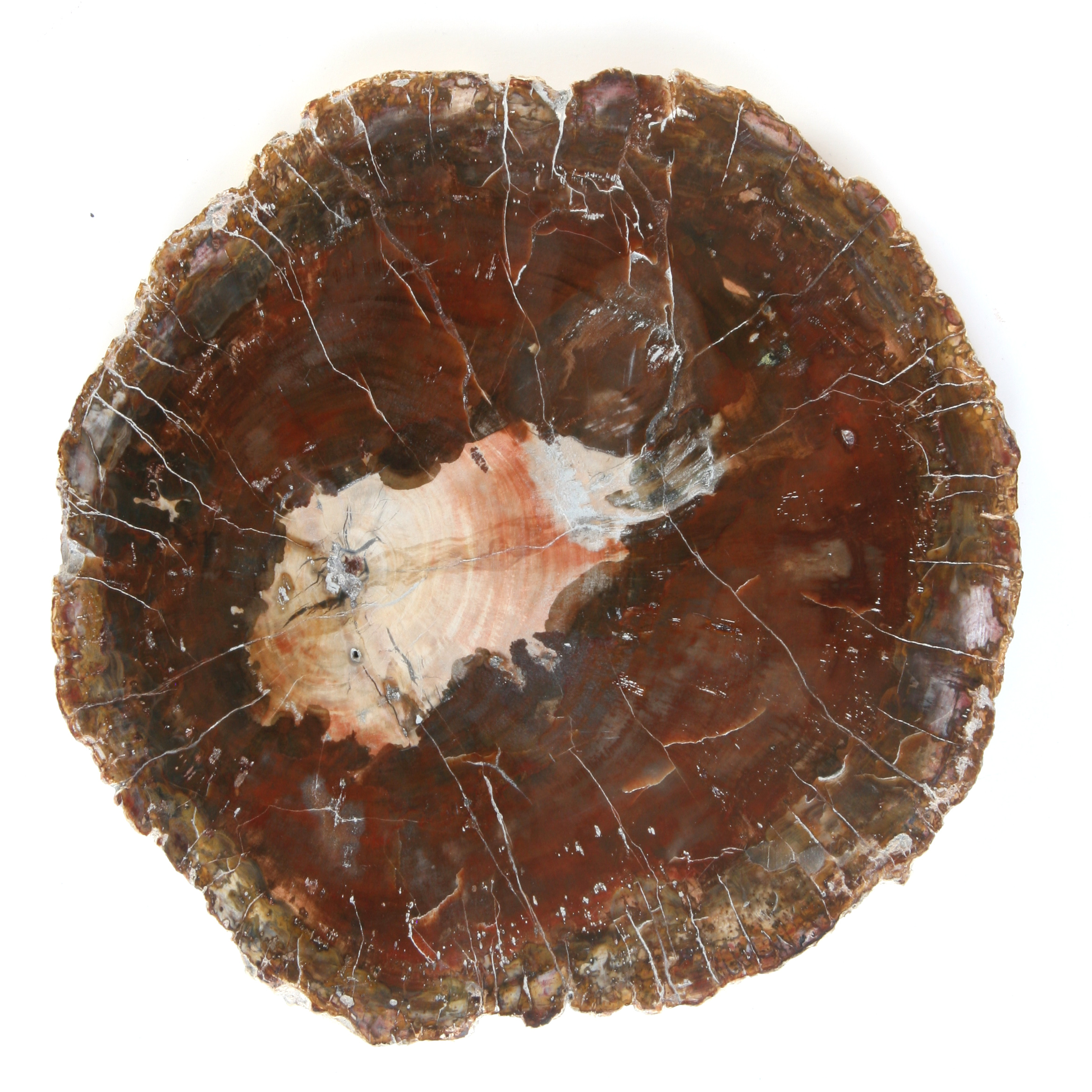 Petrified wood, slice; Araukaria