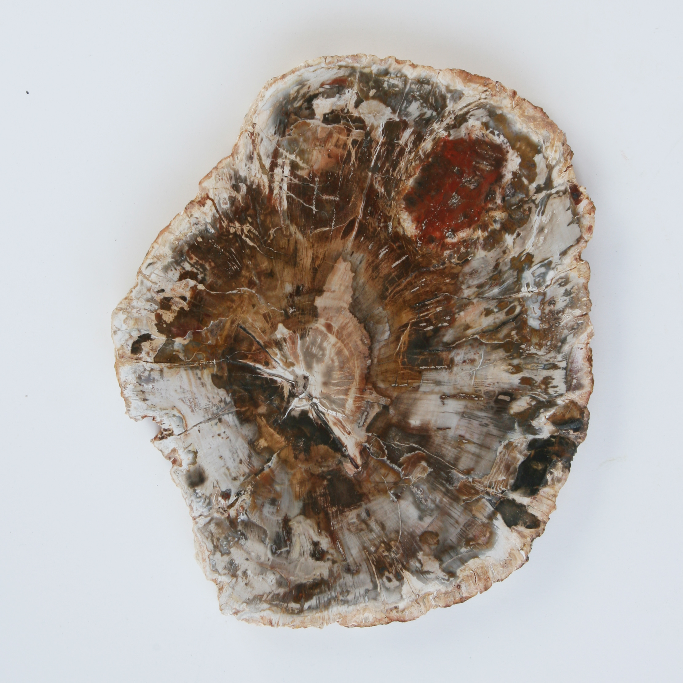 Petrified wood, slice; Araukaria