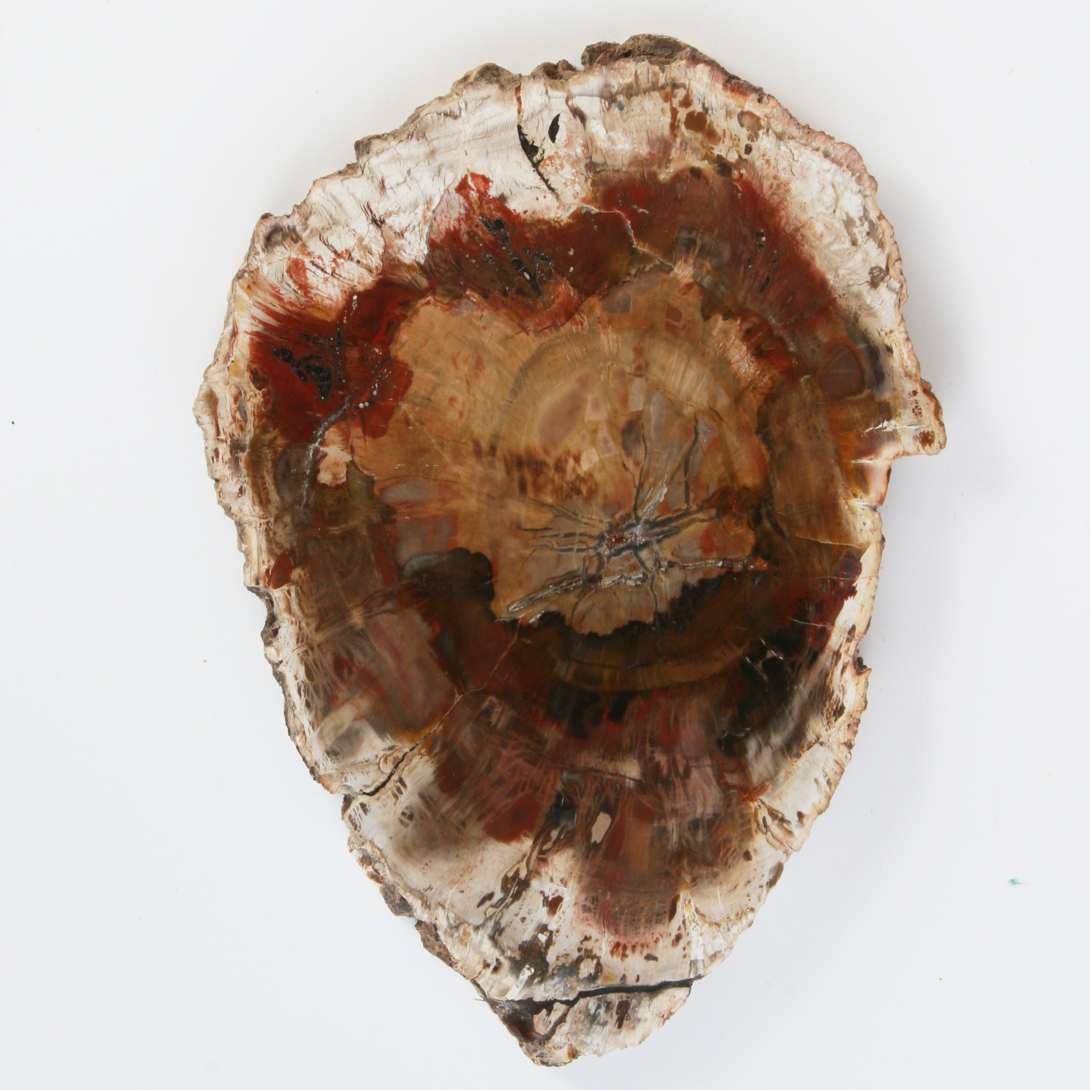 Petrified wood, slice; Araukaria