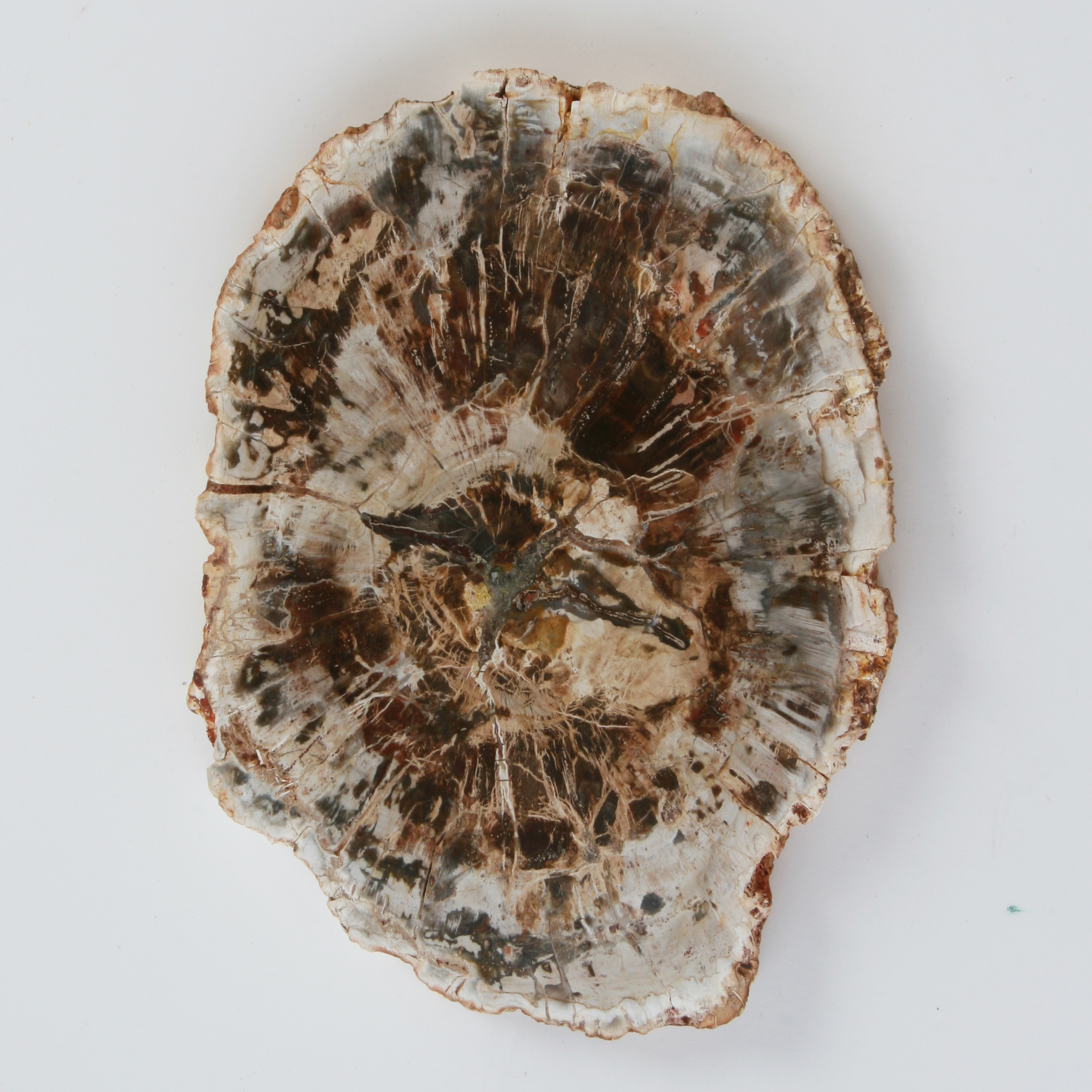 Petrified wood, slice; Araukaria