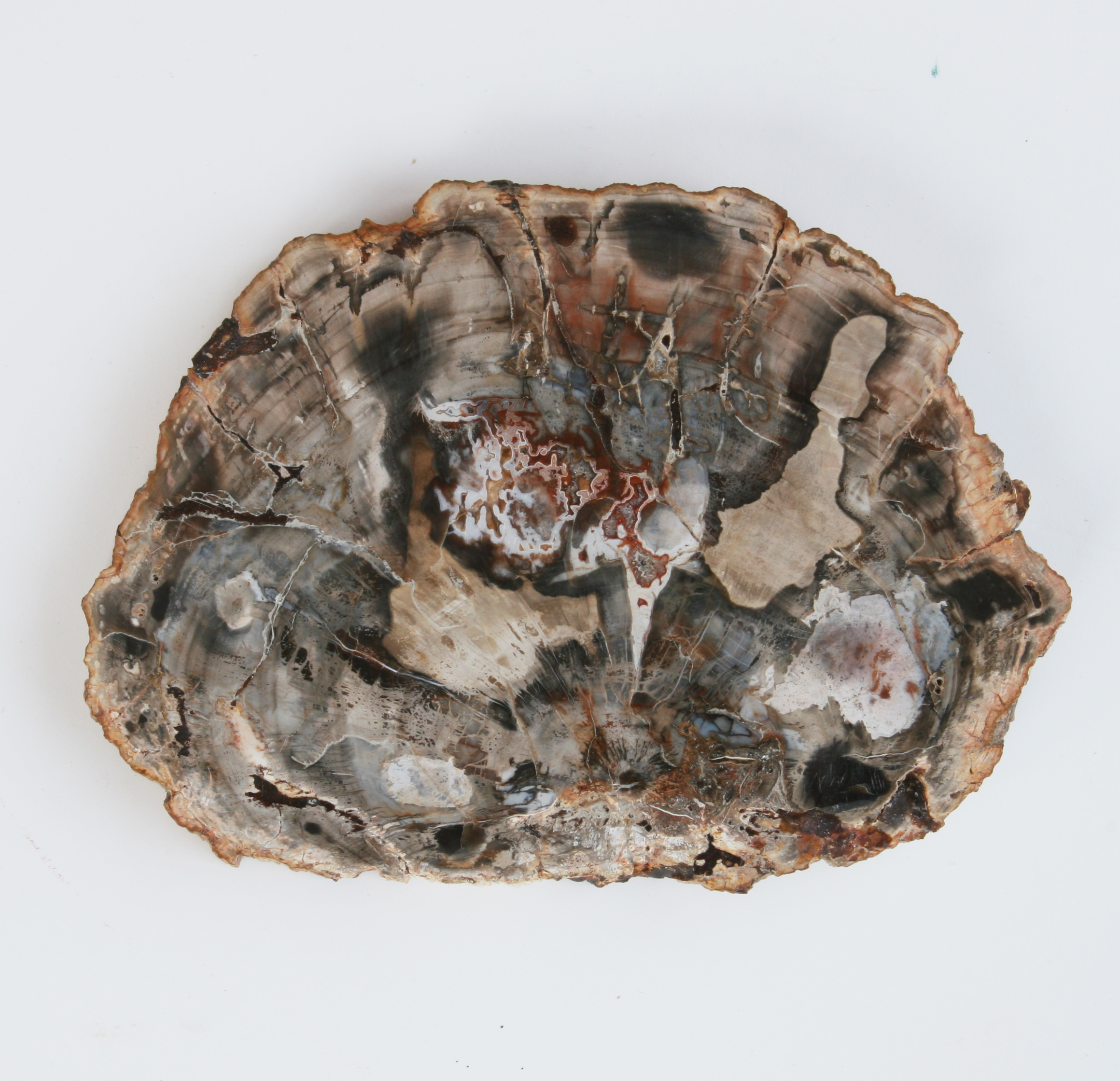 Petrified wood, slice; Araukaria