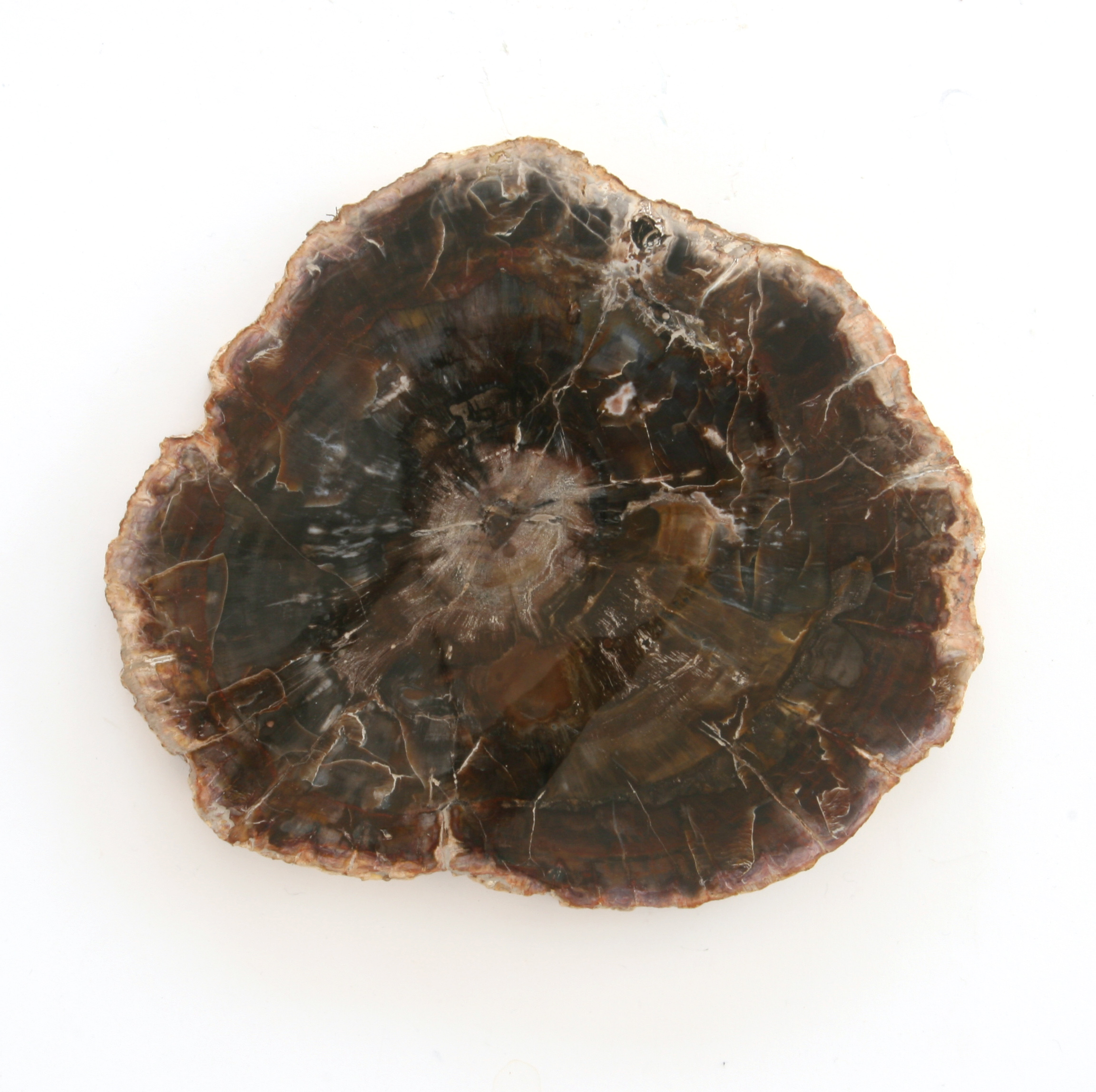 Petrified wood, slice; Araukaria