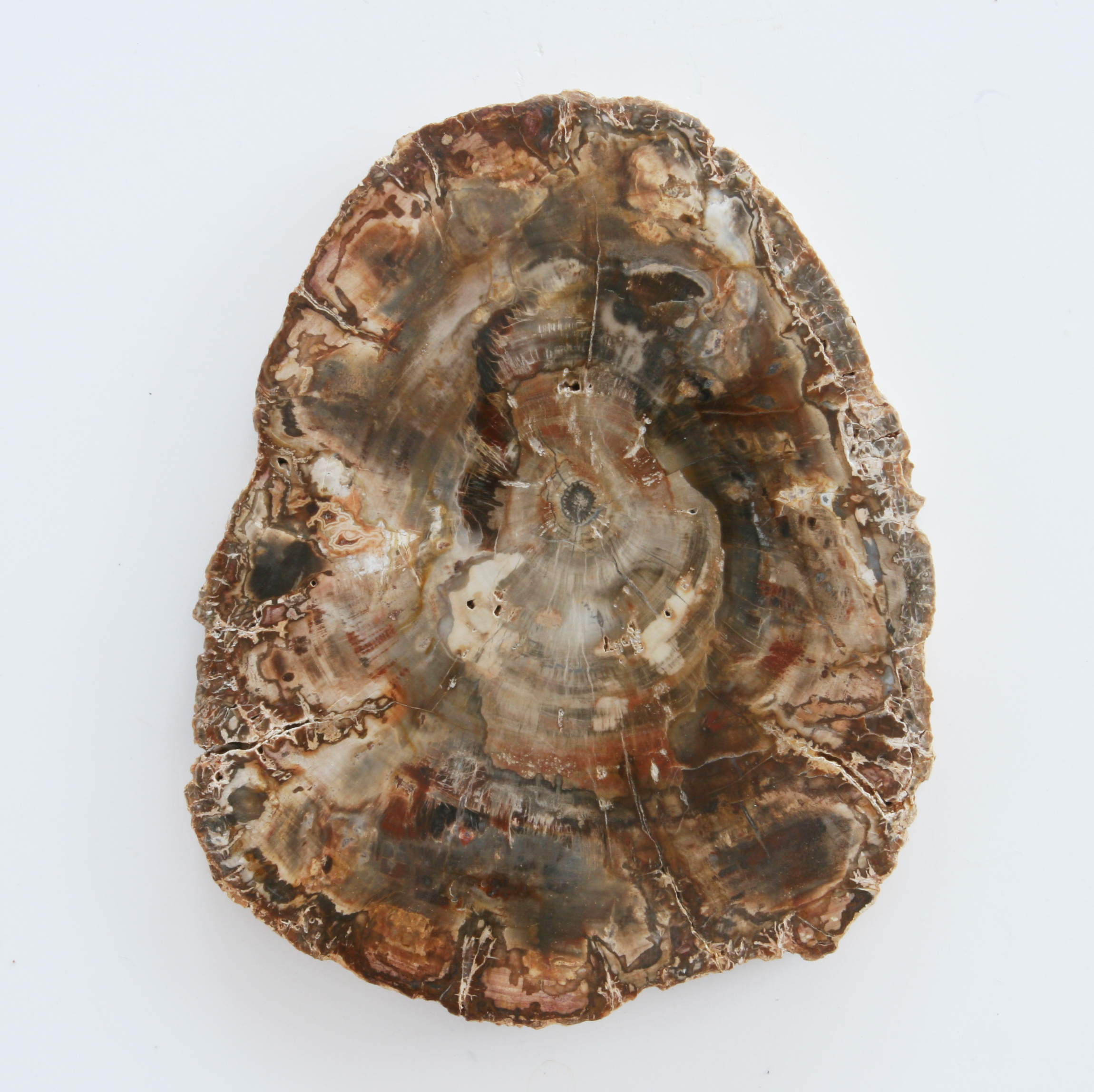 Petrified wood, slice; Araukaria