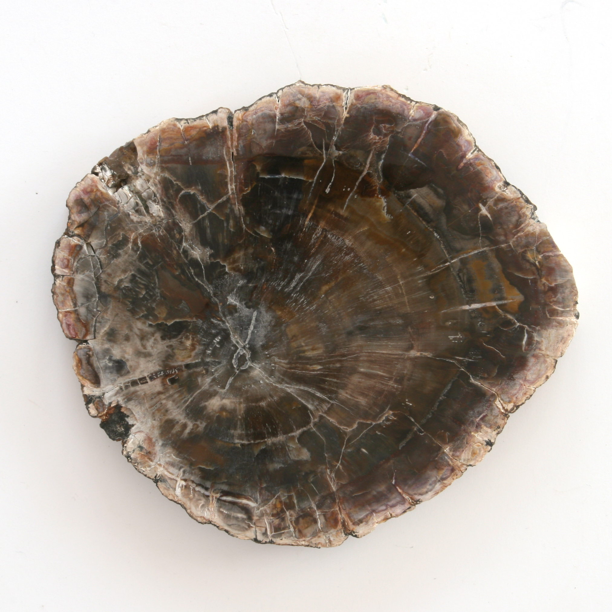 Petrified wood, slice; Araukaria