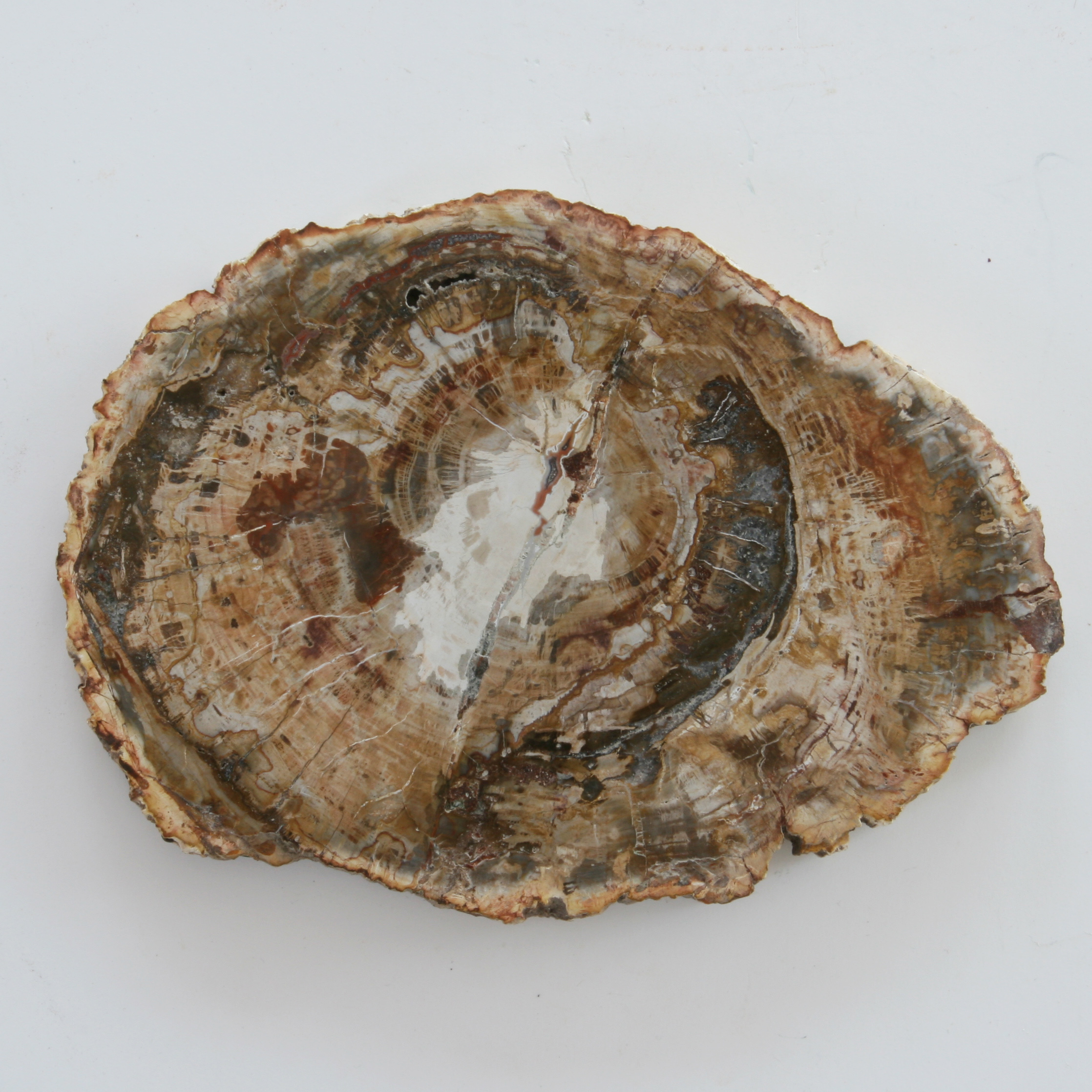 Petrified wood, slice; Araukaria