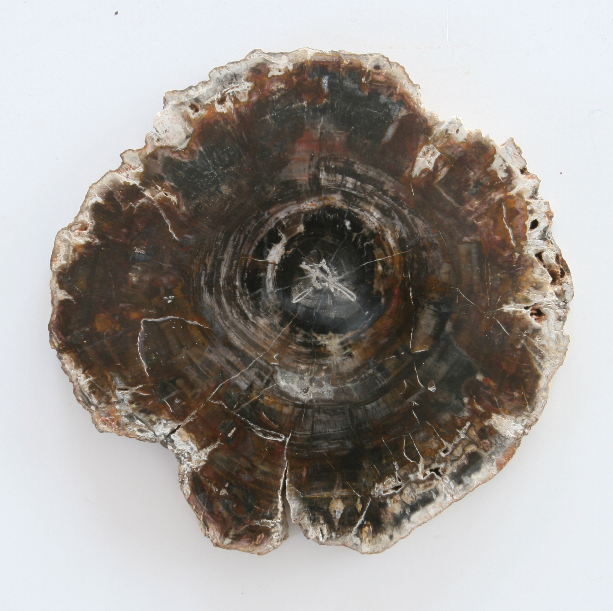 Petrified wood, slice; Araukaria