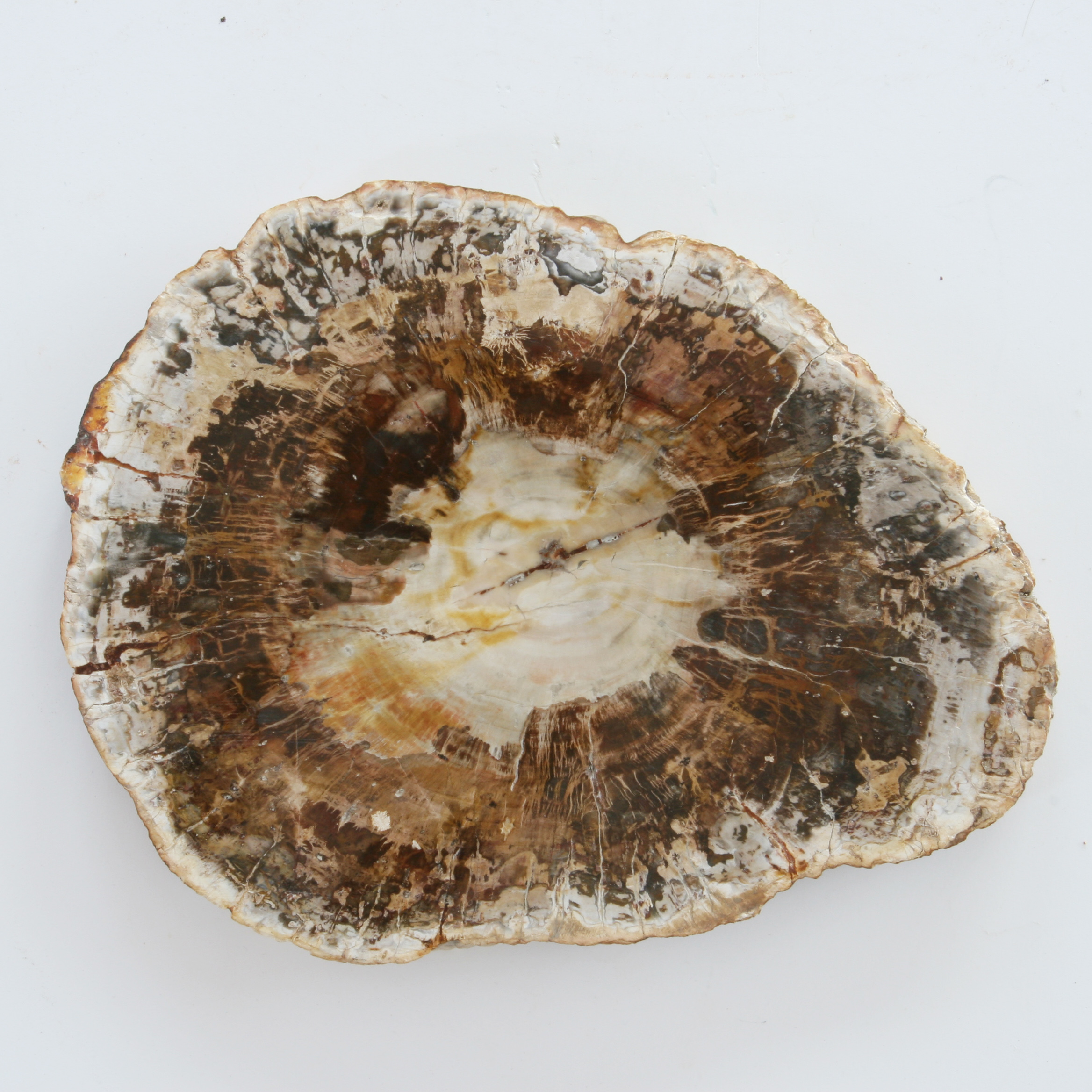 Petrified wood, slice; Araukaria