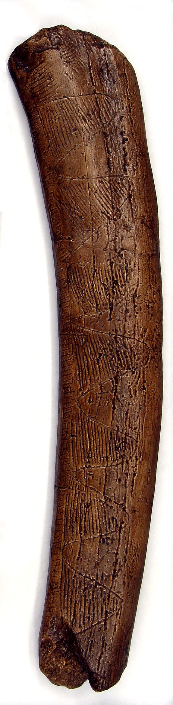 Rib ornamented with wiggly lines (cast)