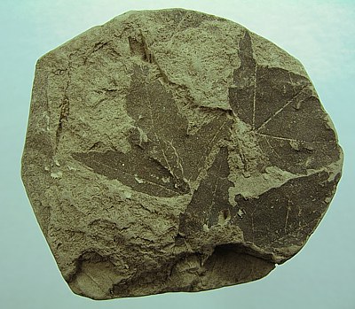 Acer tricuspidatum