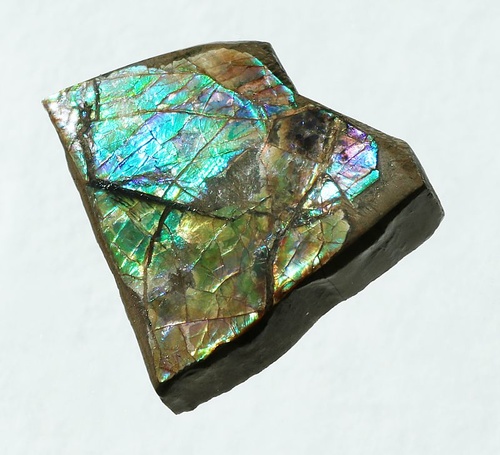 Ammolite