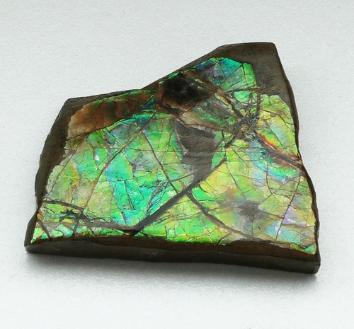 Ammolite