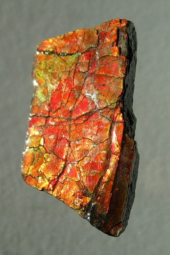 Ammolite