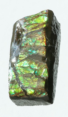 Ammolite