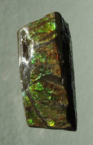 Ammolite