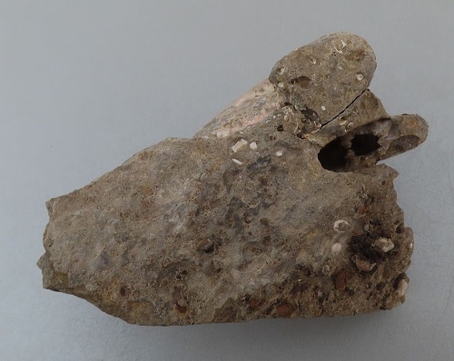 Discoscaphites conradi