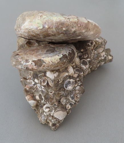 Discoscaphites conradi
