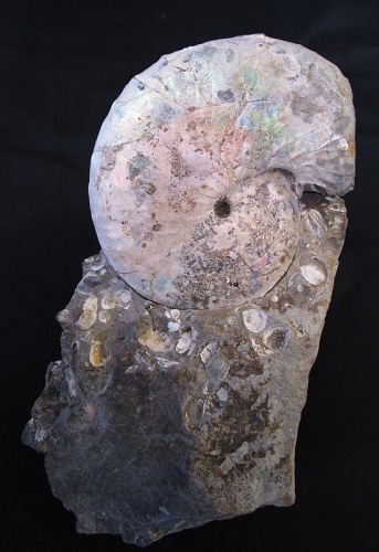 Ammonit Discoscaphites conradi