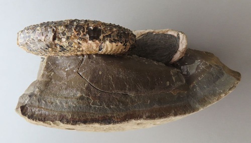 Hoploscaphites (Jeletzkytes) nebrascensis