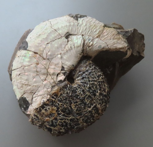 Hoploscaphites (Jeletzkytes) nebrascensis