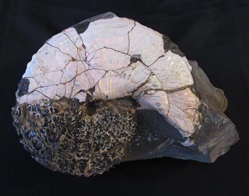 Ammonit Hoploscaphites (Jeletzkytes) nebrascensis
