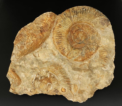 Perisphinctes sp. 