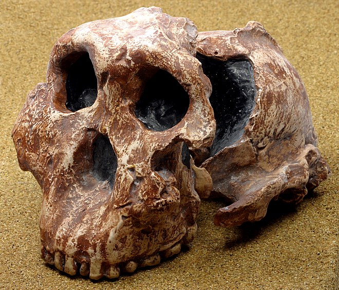 Australopithecus boisei (Zinjanthropus) (Abguss)