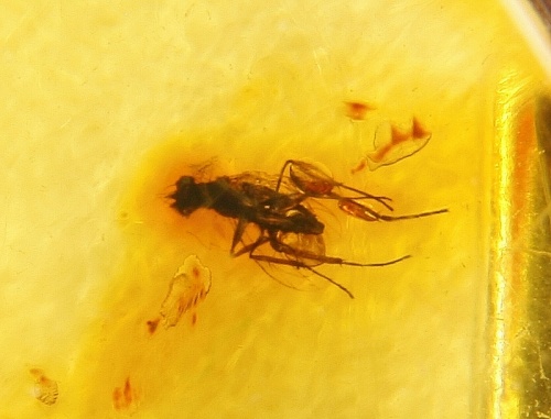 Amber with fossil insect, Ring, Silver 925