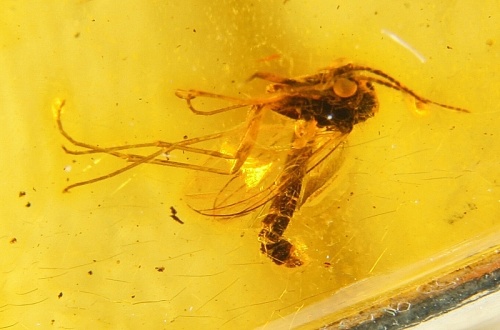 Amber with fossilized Insect, Ring, Silver 925