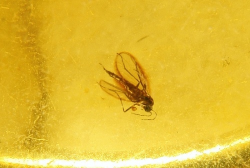 Amber with fossilized Insect, Ring, Silver 925