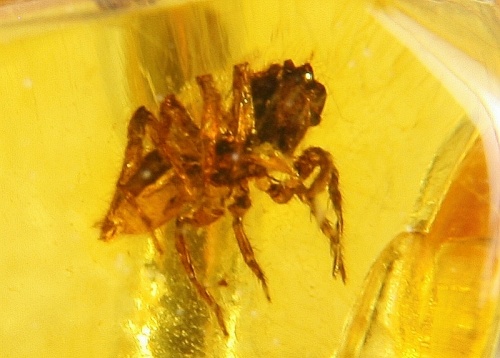 Amber with fossilized Insect, Ring, Silver 925