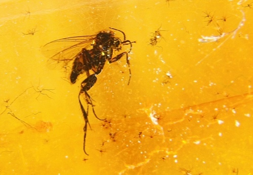 Amber with fossilized Insect, Ring, Silver 925